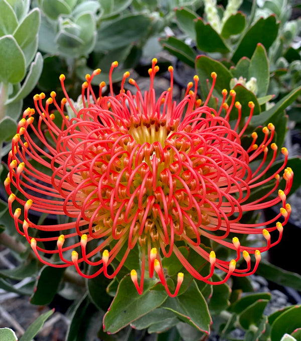 LEUCOSPERMUM VLAM