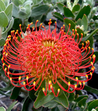 Load image into Gallery viewer, LEUCOSPERMUM VLAM
