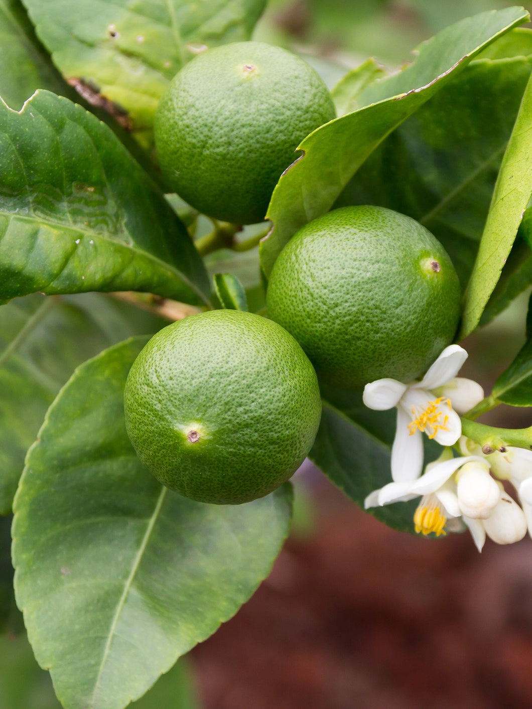 Lime Tahitian