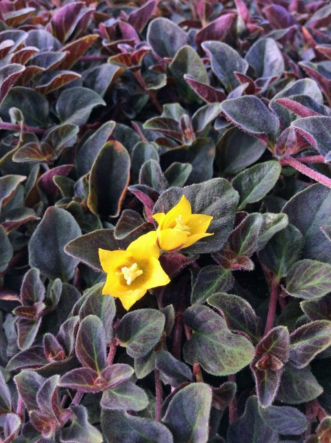 LYSIMACHIA MIDNIGHT SUN