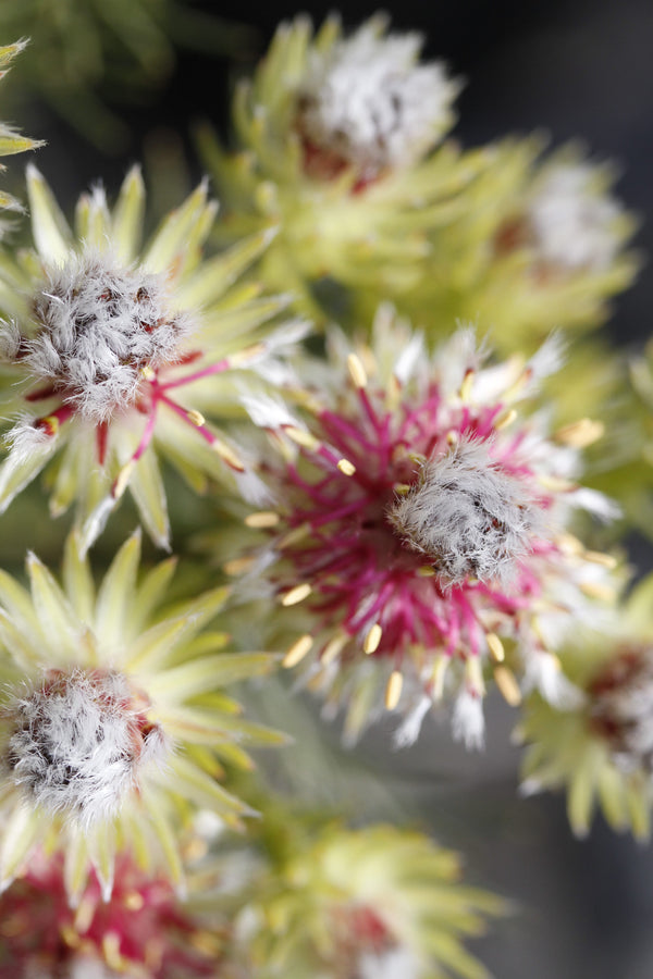 SERRURIA PHYLICOIDES 'RASPBERRY BURST'