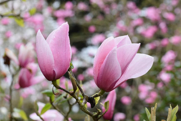 MAGNOLIA 'STARWARS'