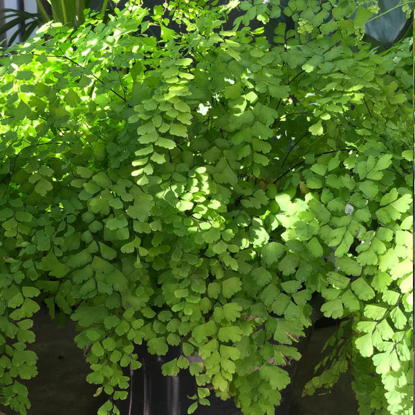 ADIANTUM MAIDEN HAIR FERN Sydney's Plant Market