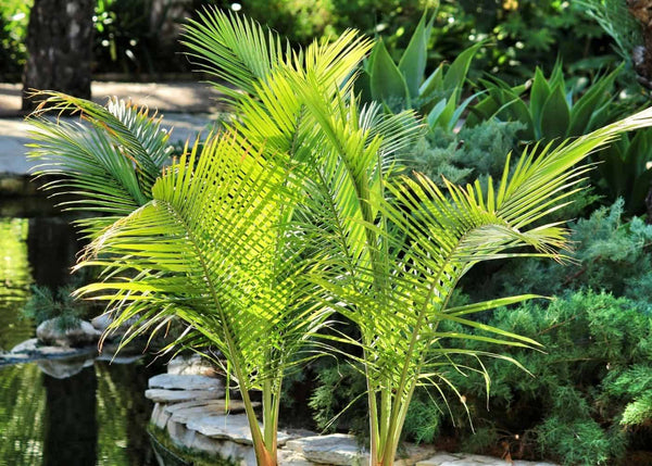 RAVENEA RIVULARIS - MAJESTIC PALM Sydney's Plant Market