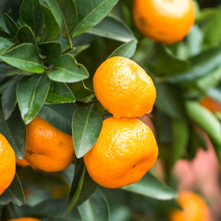 MANDARIN AFOURER