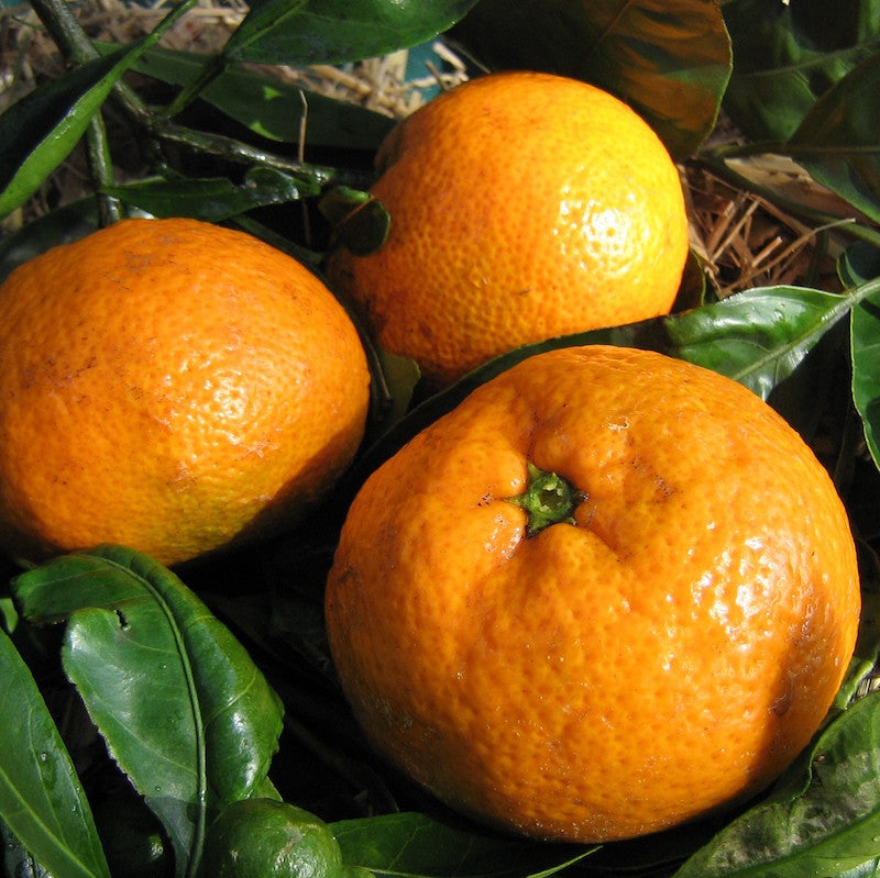Citrus Mandarin - Seedless