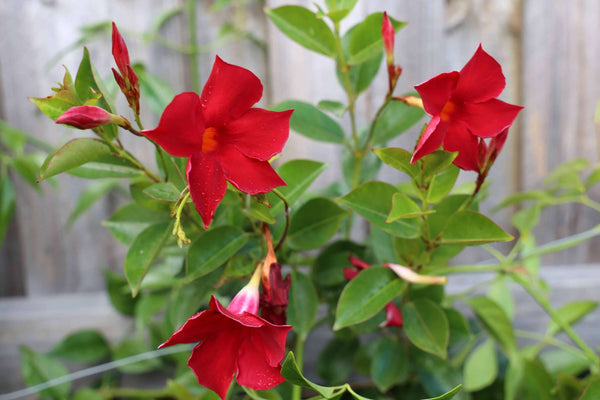 MANDEVILLA 'RED'