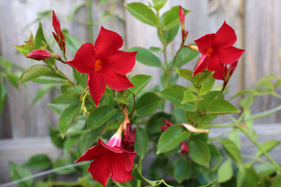 MANDEVILLA 'RED'