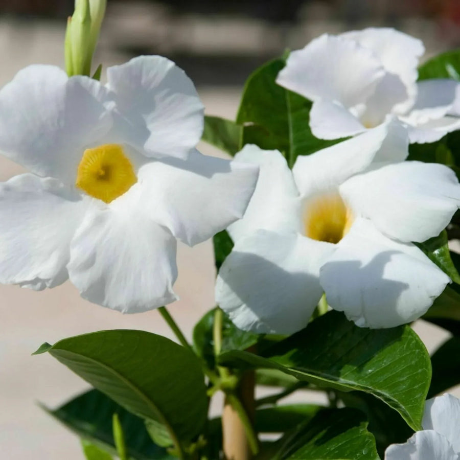MANDEVILLA ' BRIGHT WHITE'