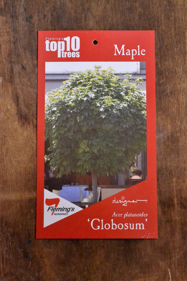 ACER PLATANOIDES GLOBOSUM TALL STANDARD Sydney's Plant Market