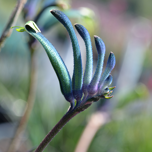 ANIGOZANTHOS CELEBRATION MASQUARADE Sydney's Plant Market