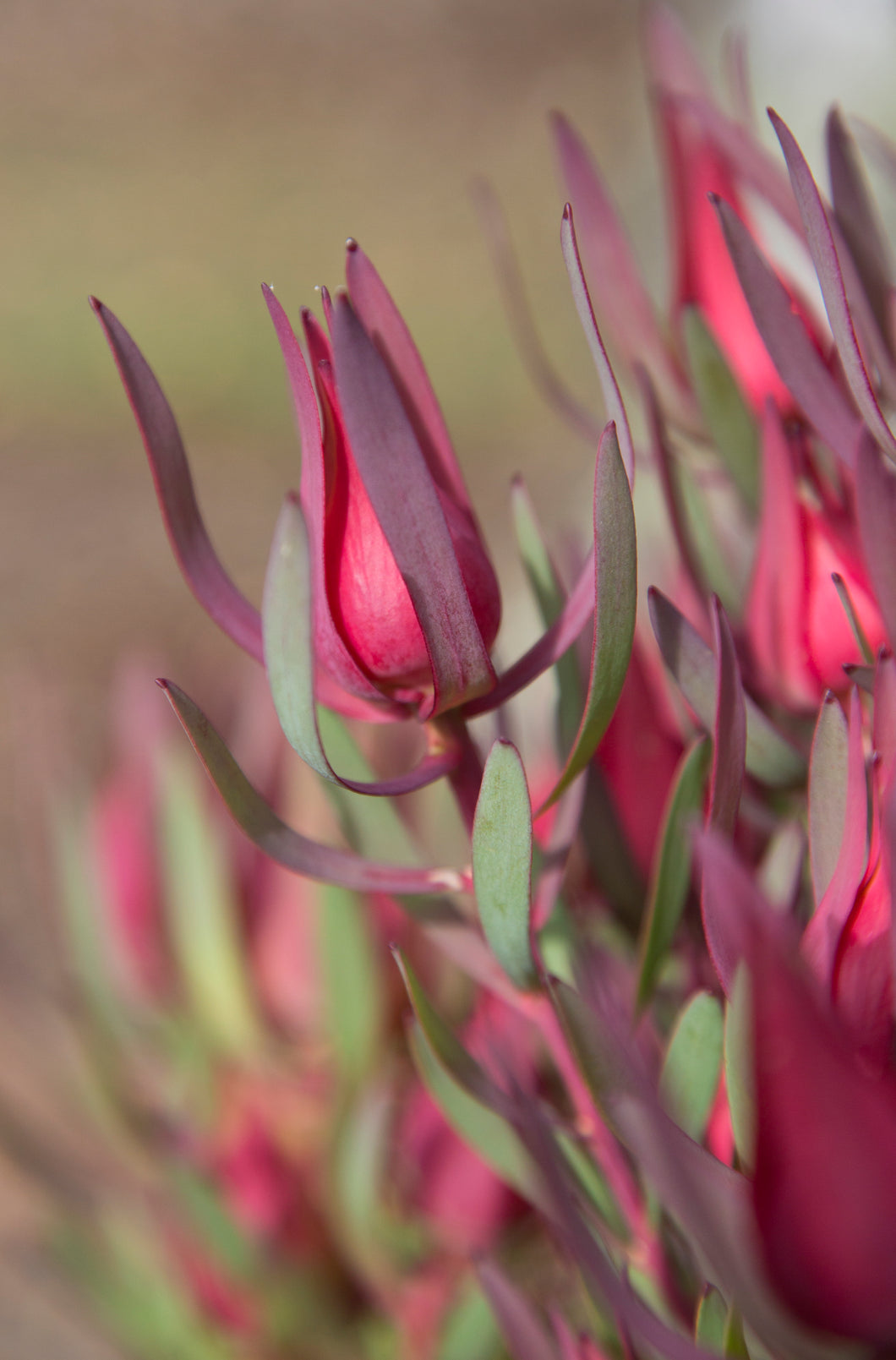 LEUCADENDRON HARLEQUIN