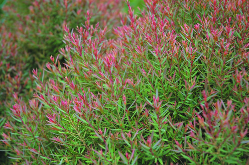 Melaleuca Claret Tops Sydney's Plant Market