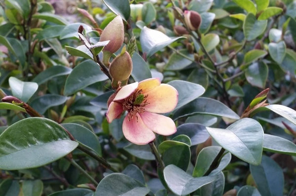 MICHELIA FIGO LADY OF THE NIGHT