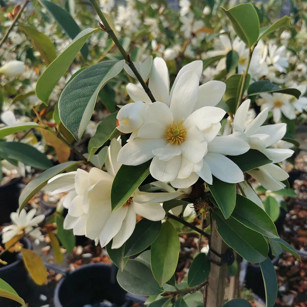 MICHELIA WHITE 'FAIRY MAGNOLIA'
