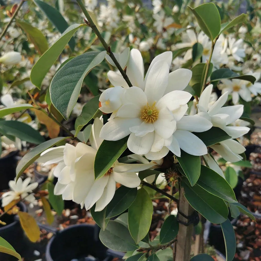 MICHELIA WHITE 'FAIRY MAGNOLIA'