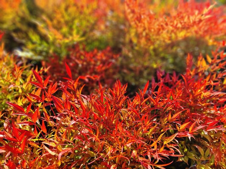 NANDINA MOONBAY