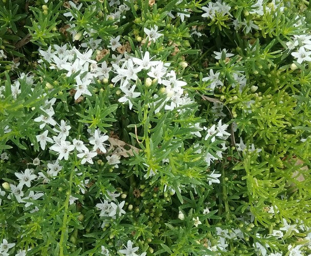 MYOPORUM FINE LEAF