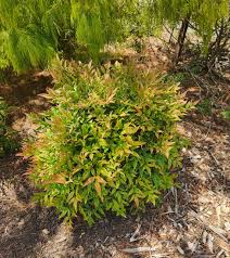 NANDINA MOONBAY 300MM Sydney's Plant Market