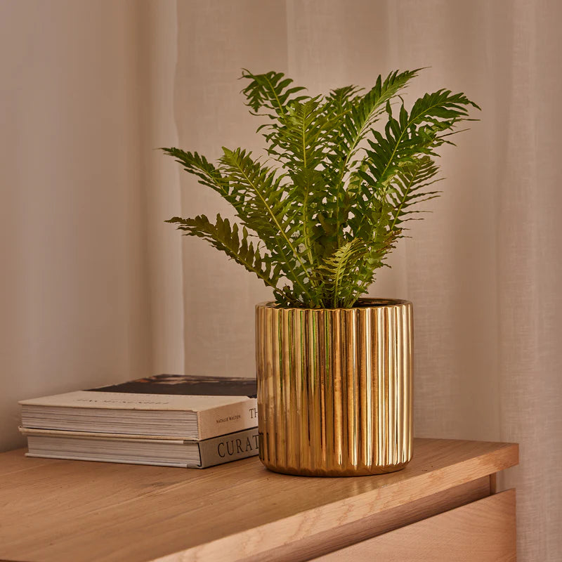PAX CYLINDER POT - GOLD