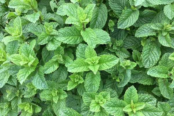 MINT - COMMON MENTHA VIRIDIS
