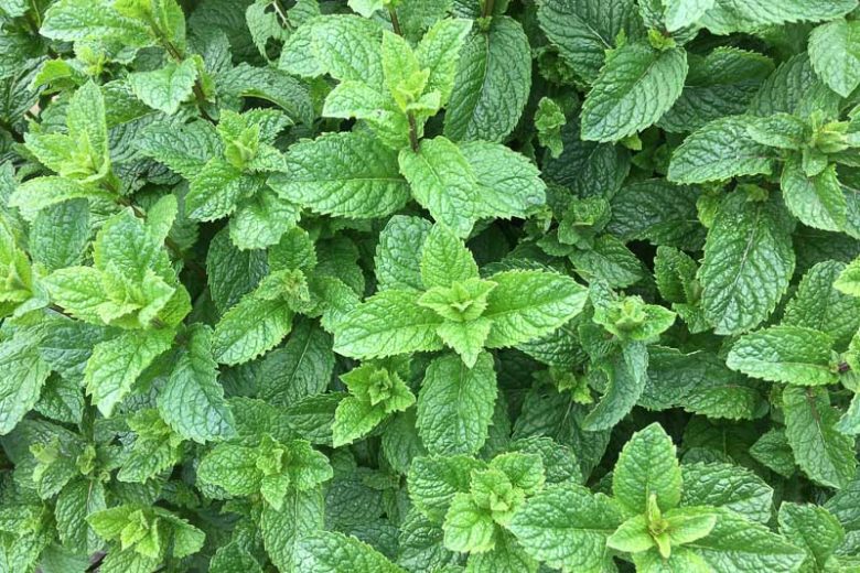 MINT - COMMON MENTHA VIRIDIS