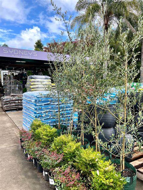 OLIVE MANZANILLO Sydney's Plant Market