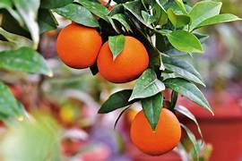 VALENCIA ORANGE Sydney's Plant Market