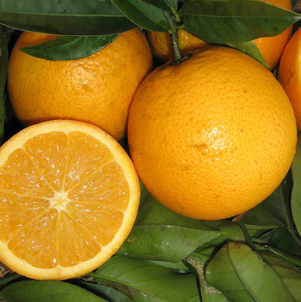 Orange Seedless Valencia Sydney's Plant Market