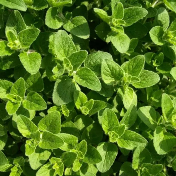 OREGANO ORIGANUM VULGARE