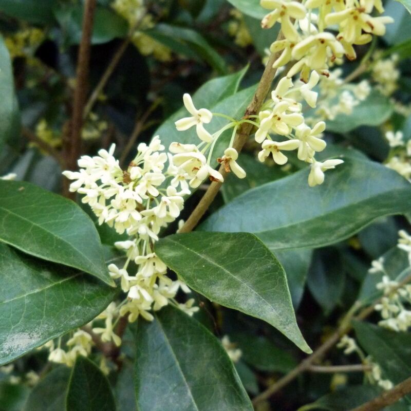 OSMANTHUS FRAGRANS 200MM