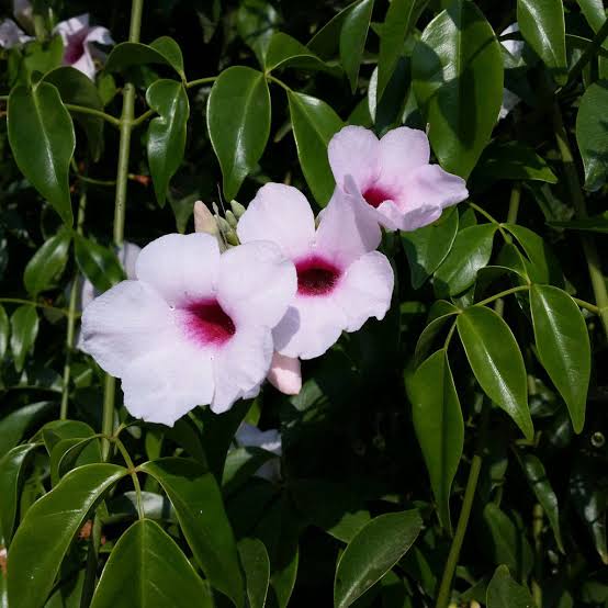 PANDOREA JASMINOIDES Sydney's Plant Market