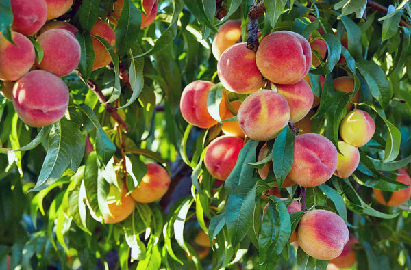 PRUNUS PERSICA ELBERTA PEACH Sydney's Plant Market