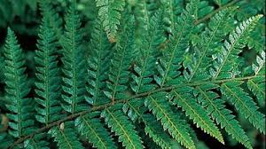 POLYSTICHUM RETROSO JAPANESE SWORD FERN