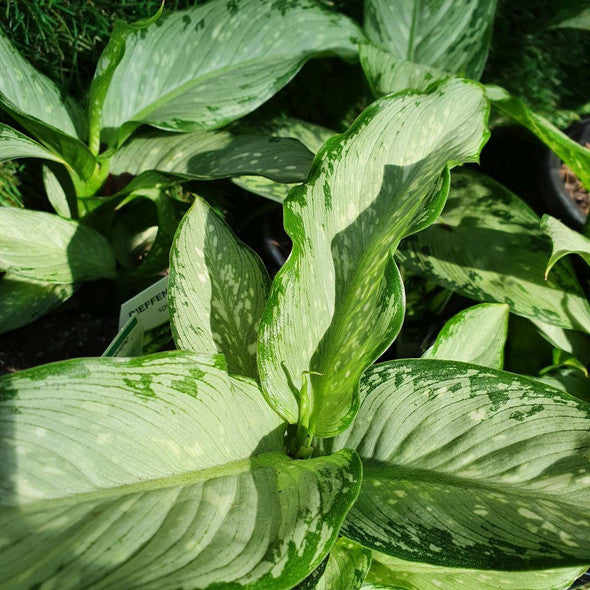 DIEFFENBACHIA MARTHA