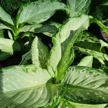 Load image into Gallery viewer, DIEFFENBACHIA MARTHA
