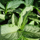 DIEFFENBACHIA MARTHA