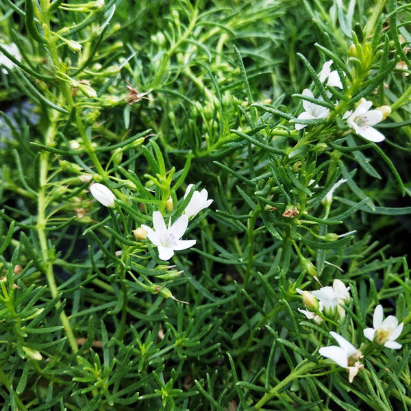MYOPORUM WHITE