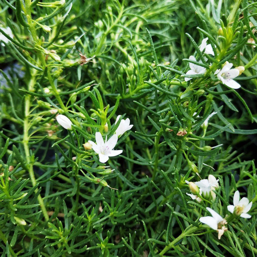 MYOPORUM WHITE