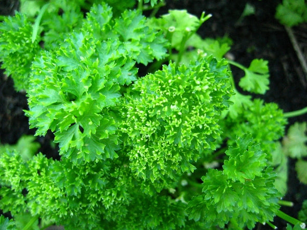 PARSELY CURLY