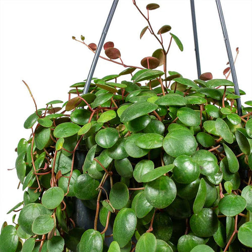 PEPEROMIA PEPPERSPOT Sydney's Plant Market