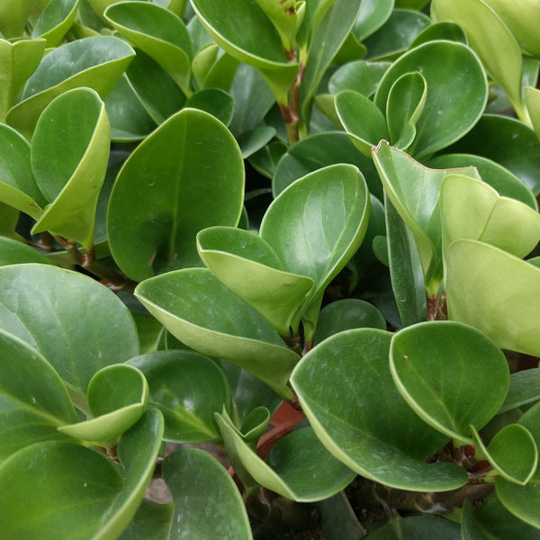 Peperomia obtusifolia Sydney's Plant Market