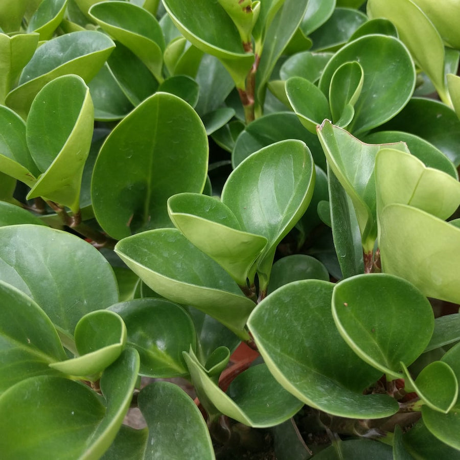 Peperomia obtusifolia Sydney's Plant Market