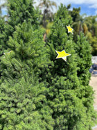 PICEA GLAUCA SUPER STAR Sydney's Plant Market