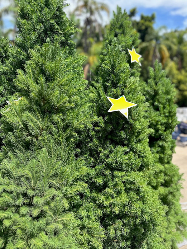 PICEA GLAUCA SUPER STAR Sydney's Plant Market