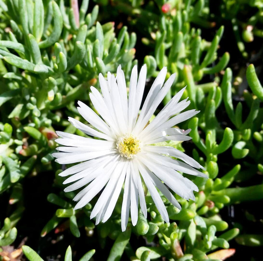 MESEMBRYANTHEMUM 'PIG FACE' WHITE