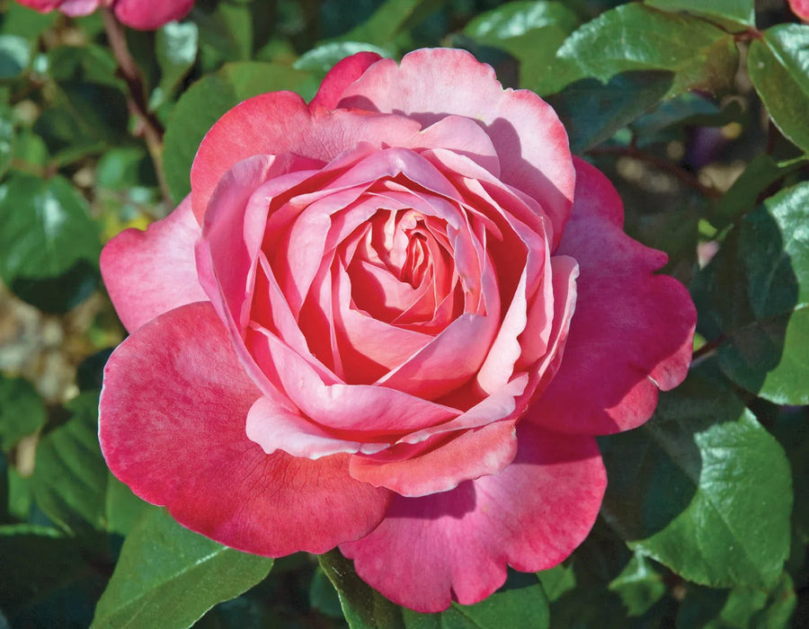 ROSA 'FLAMINGO' ROSE