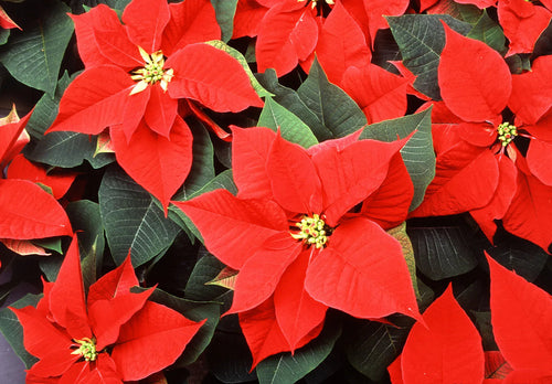 POINSETTIA Sydney's Plant Market