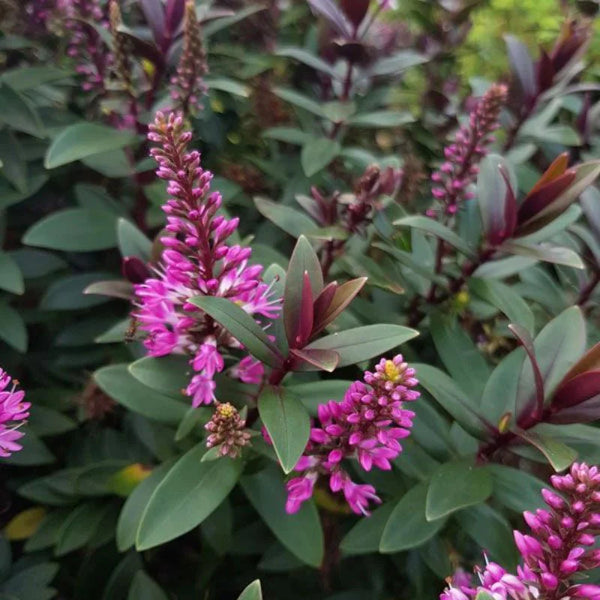HEBE 'PRETTY IN PINK'