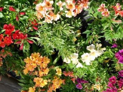 ALSTROEMERIA PRINCESS LILLIES ASSORTED Sydney's Plant Market